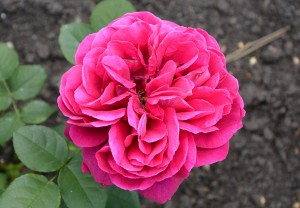 PROPER JOB (hybrid tea)